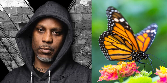 DMX et l'histoire du papillon